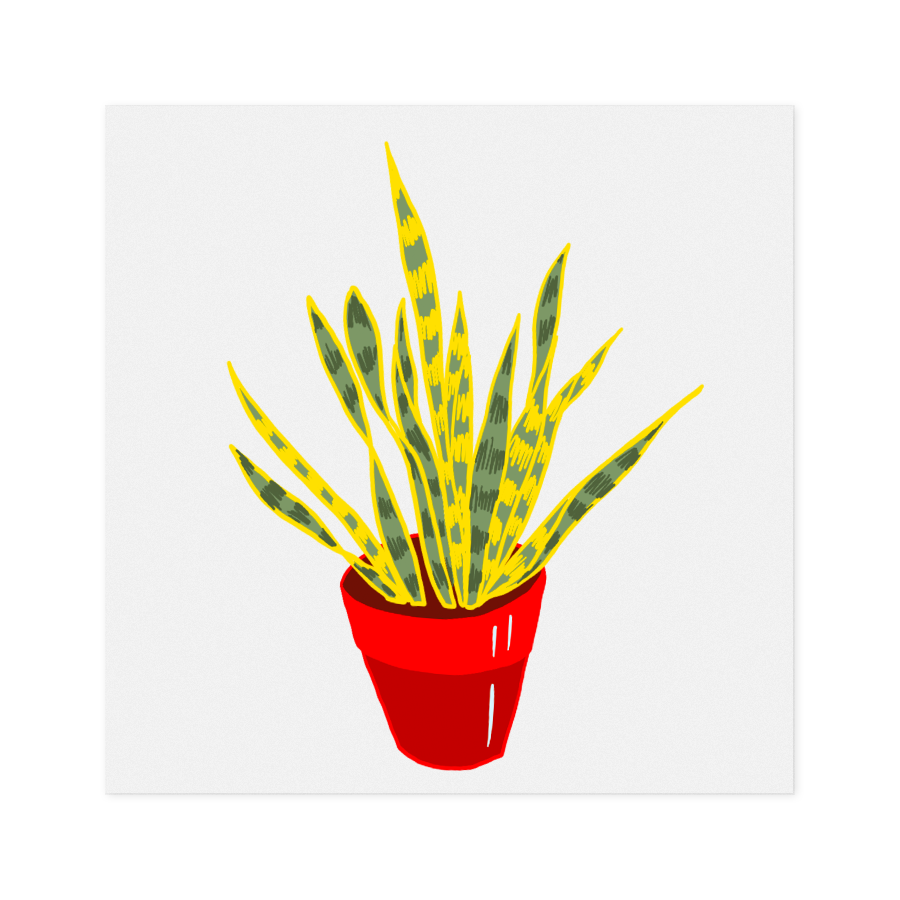 Snake Plant in Cute Red Planter