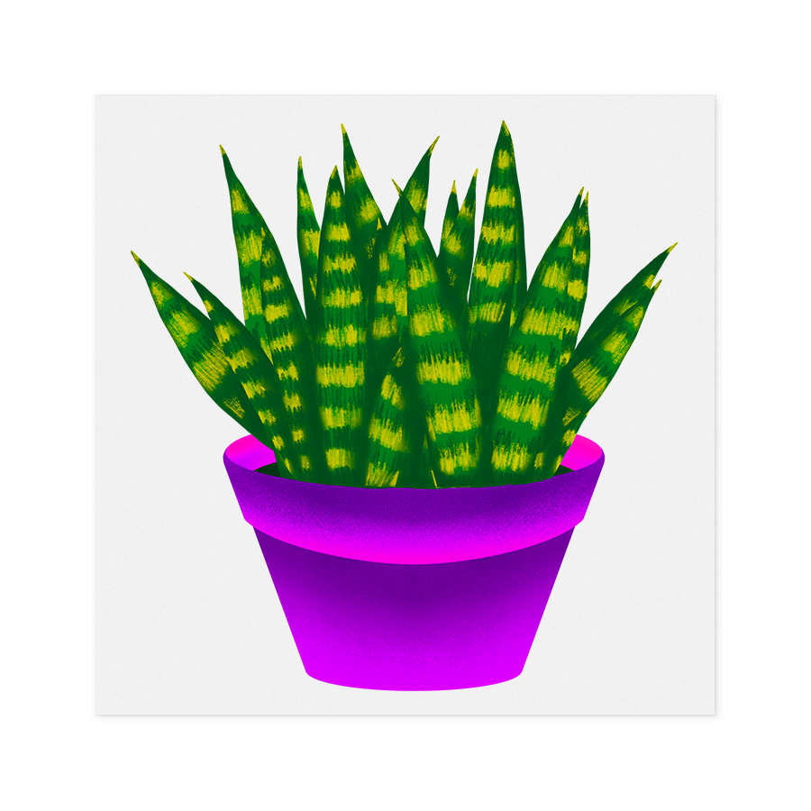 Chunky Snake Plant